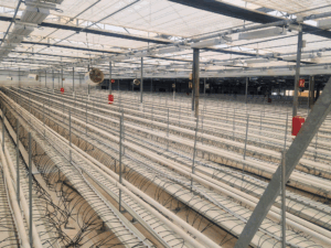 SDC finaliza la instalación del sistema de calefacción en los nuevos invernaderos de Linneo Health en Murcia